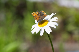 羽根の傷ついた蝶