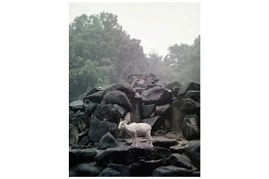 雨に濡れるヤギ